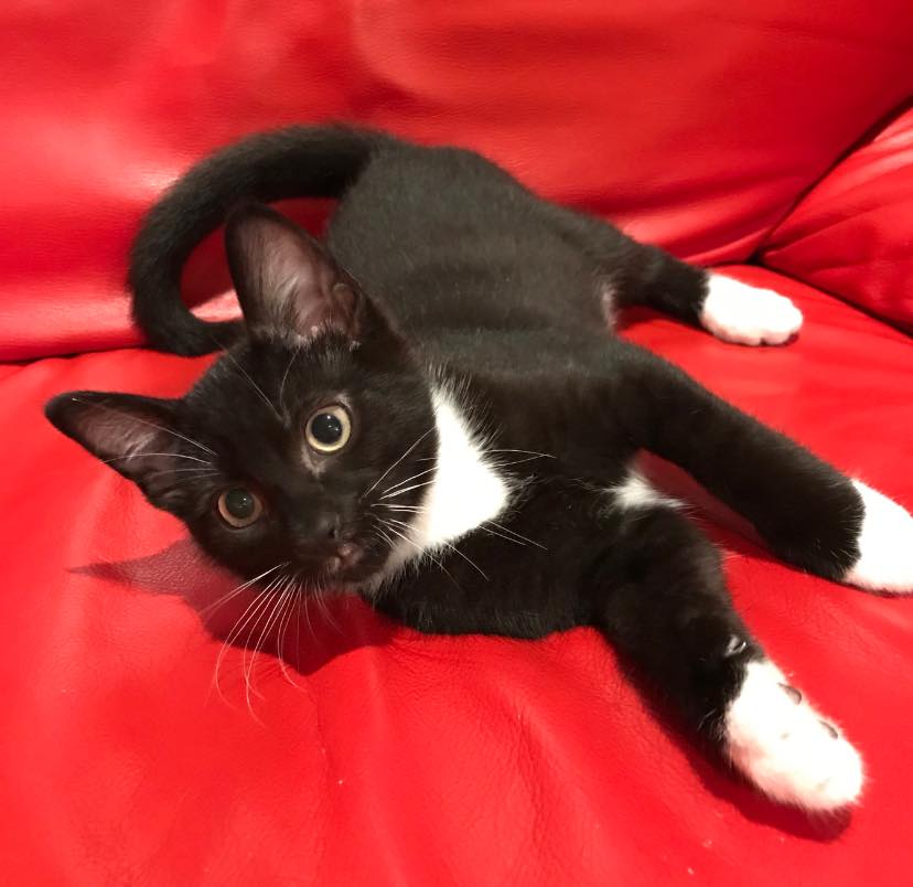 Tuxedo cat laying on red cloth
