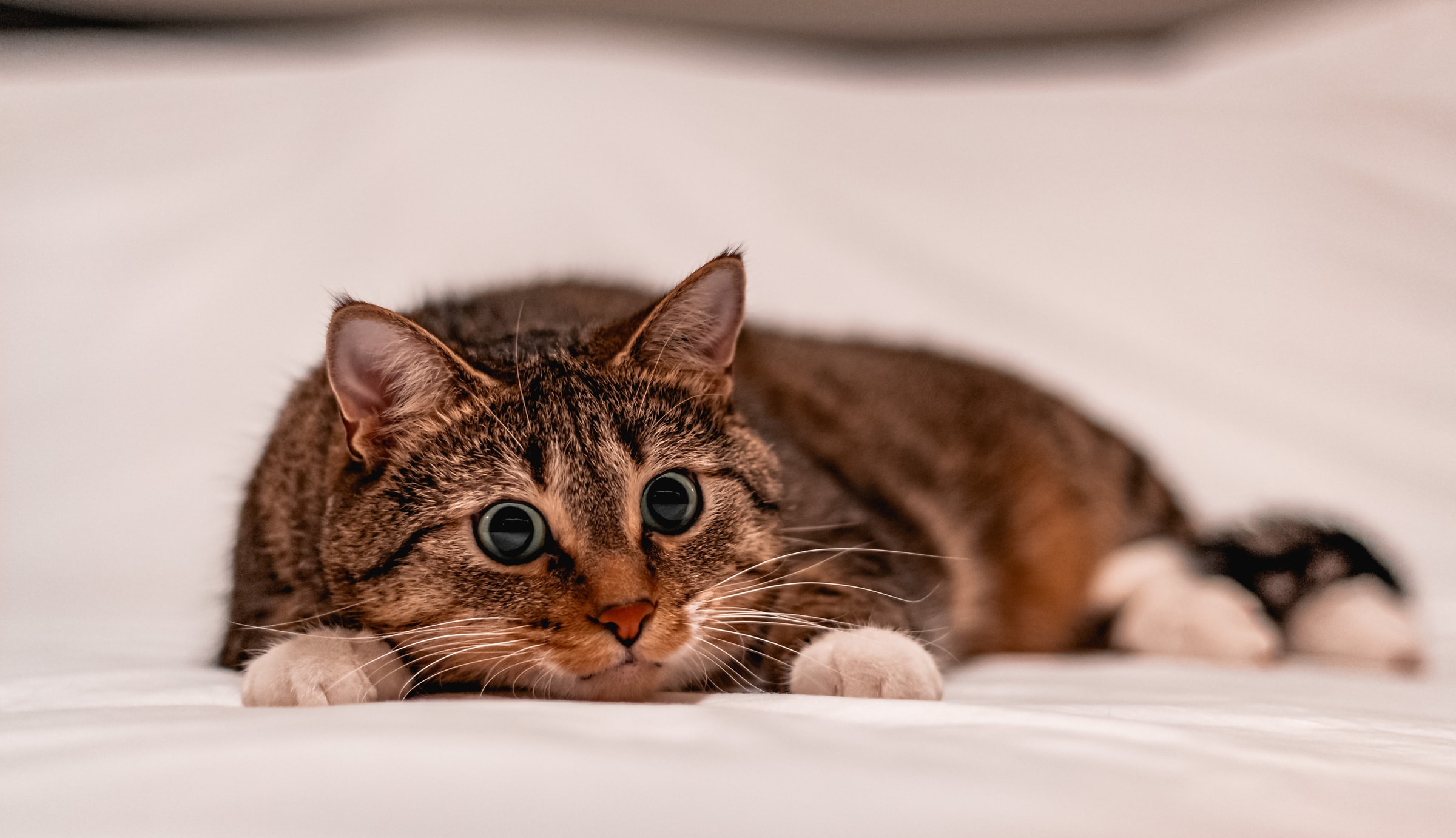 Striped cat with wide eyes laying on white cloth