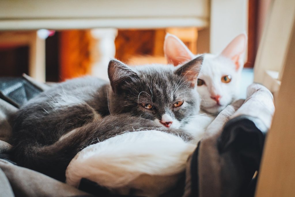 Two cats relaxing