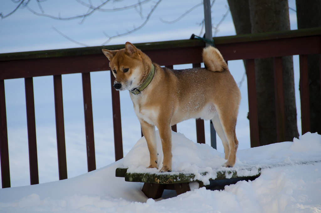 Shiba Inu dog on porch in snow