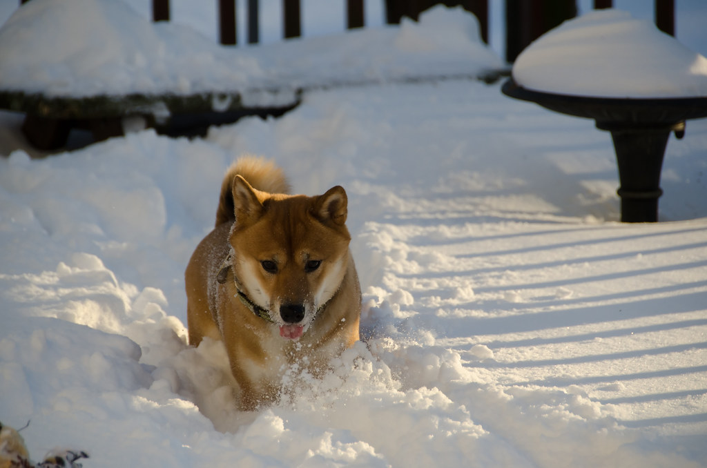 Shiba Inu dog playing in the snow